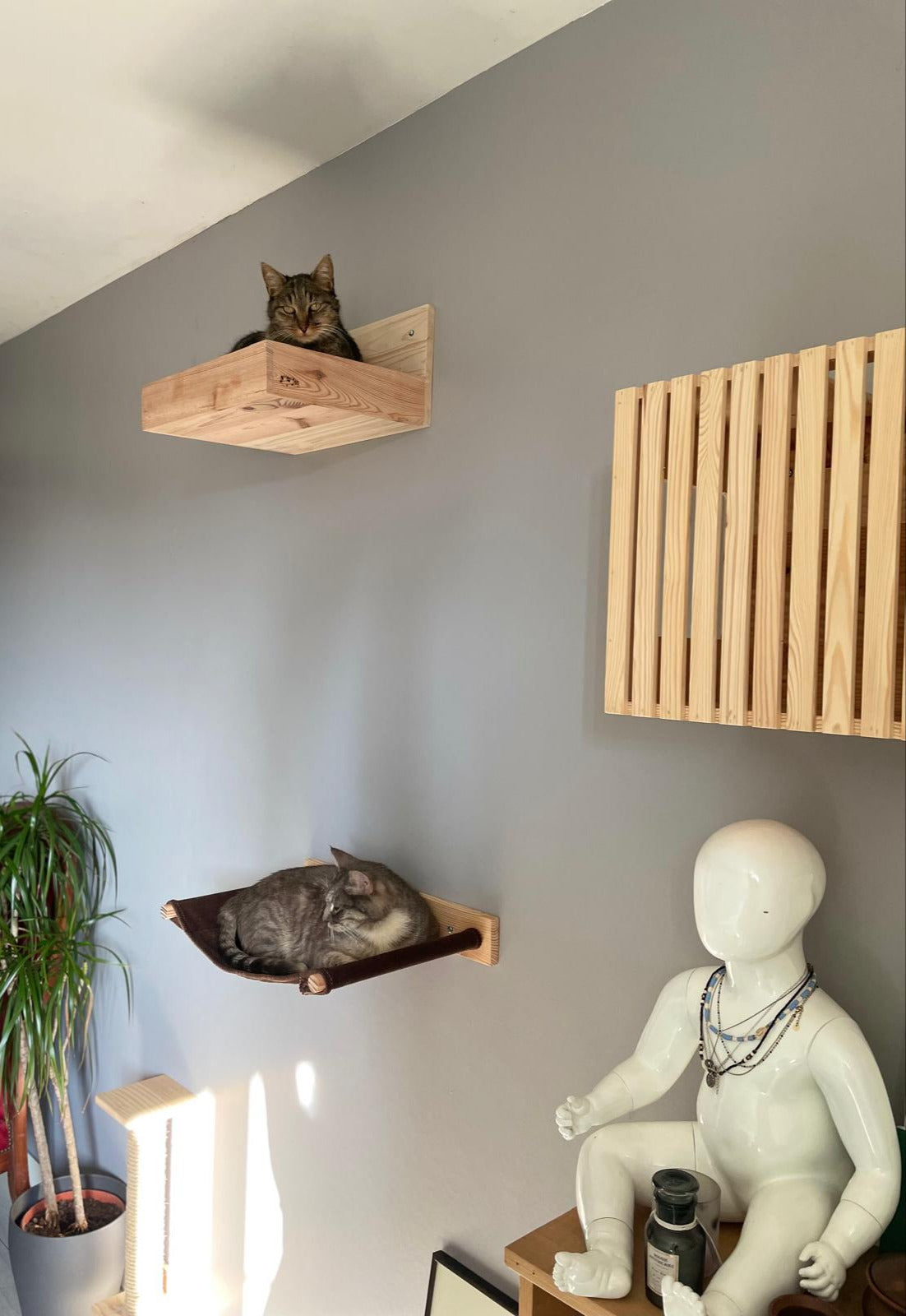 chats couchés confortablement dans un panier mural et un hamac