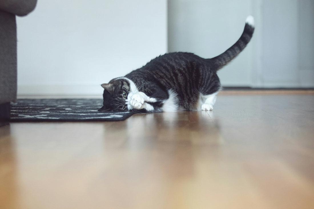Quels sont les besoins du chat ?