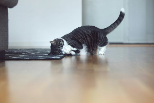 Quels sont les besoins du chat ?