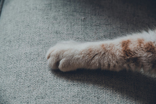 Le cauchemar des propriétaires de chats ?                                       Les griffes sur le canapé !