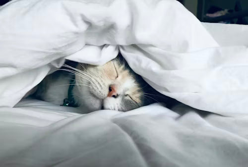 Comment trouver un professionnel compétent pour le bien-être de son chat ?