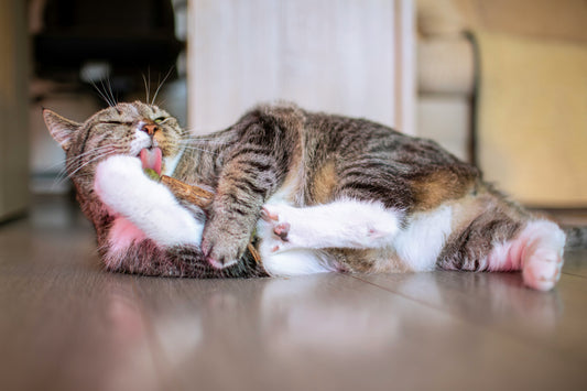 Comment rendre mon chat heureux sans accès à l’extérieur ?