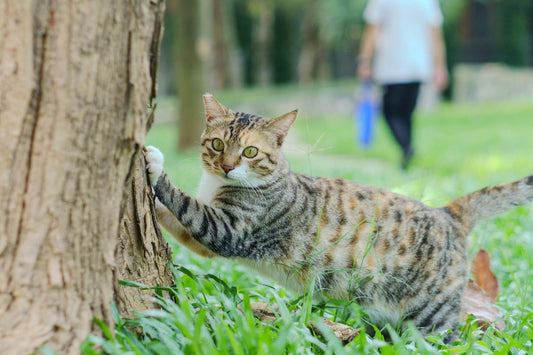 Pourquoi choisir une corde en chanvre pour mon chat ?