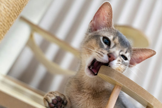 Plateformes murales ou arbre à chat : que choisir pour son chat ?