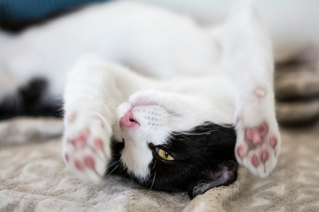 Comment enrichir l'environnement de son chat au quotidien ?