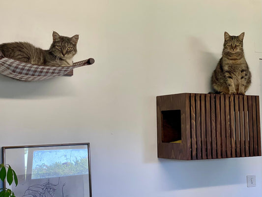 Aider votre chat à s’adapter à son nouvel environnement